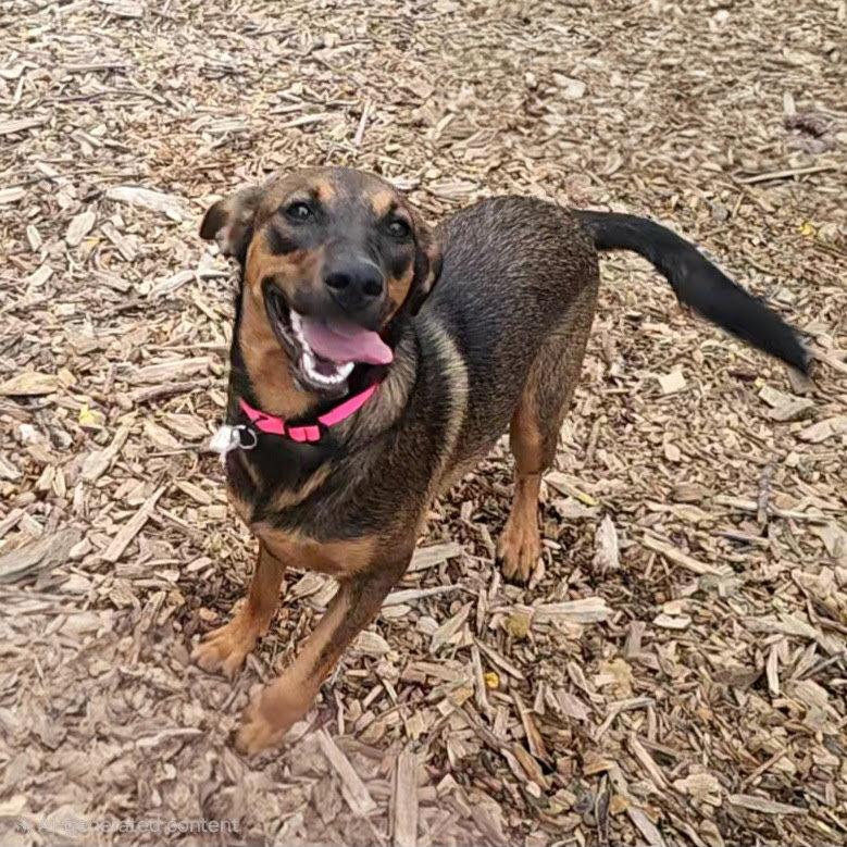 Enlarge Mabel, a Adoptable mixed breed in Ringwood, NJ image 1/3