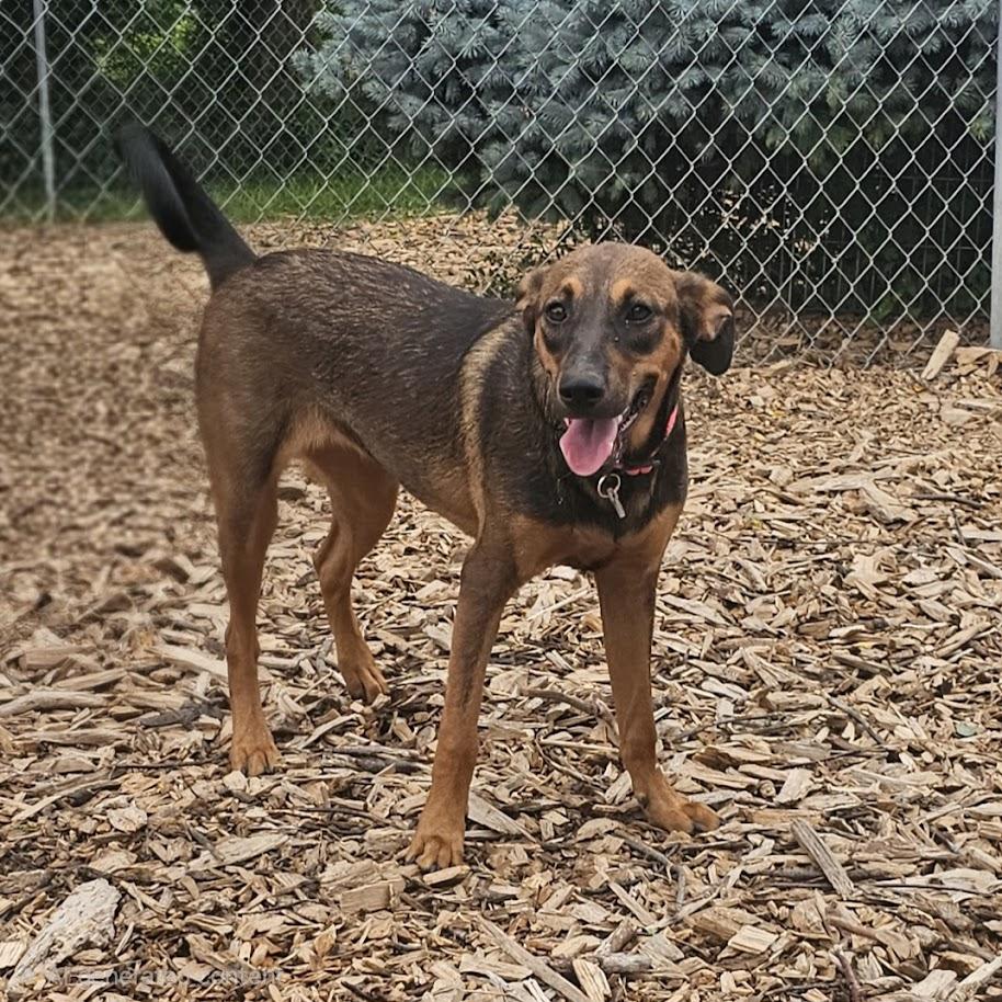 Enlarge Mabel, a Adoptable mixed breed in Ringwood, NJ image 2/3