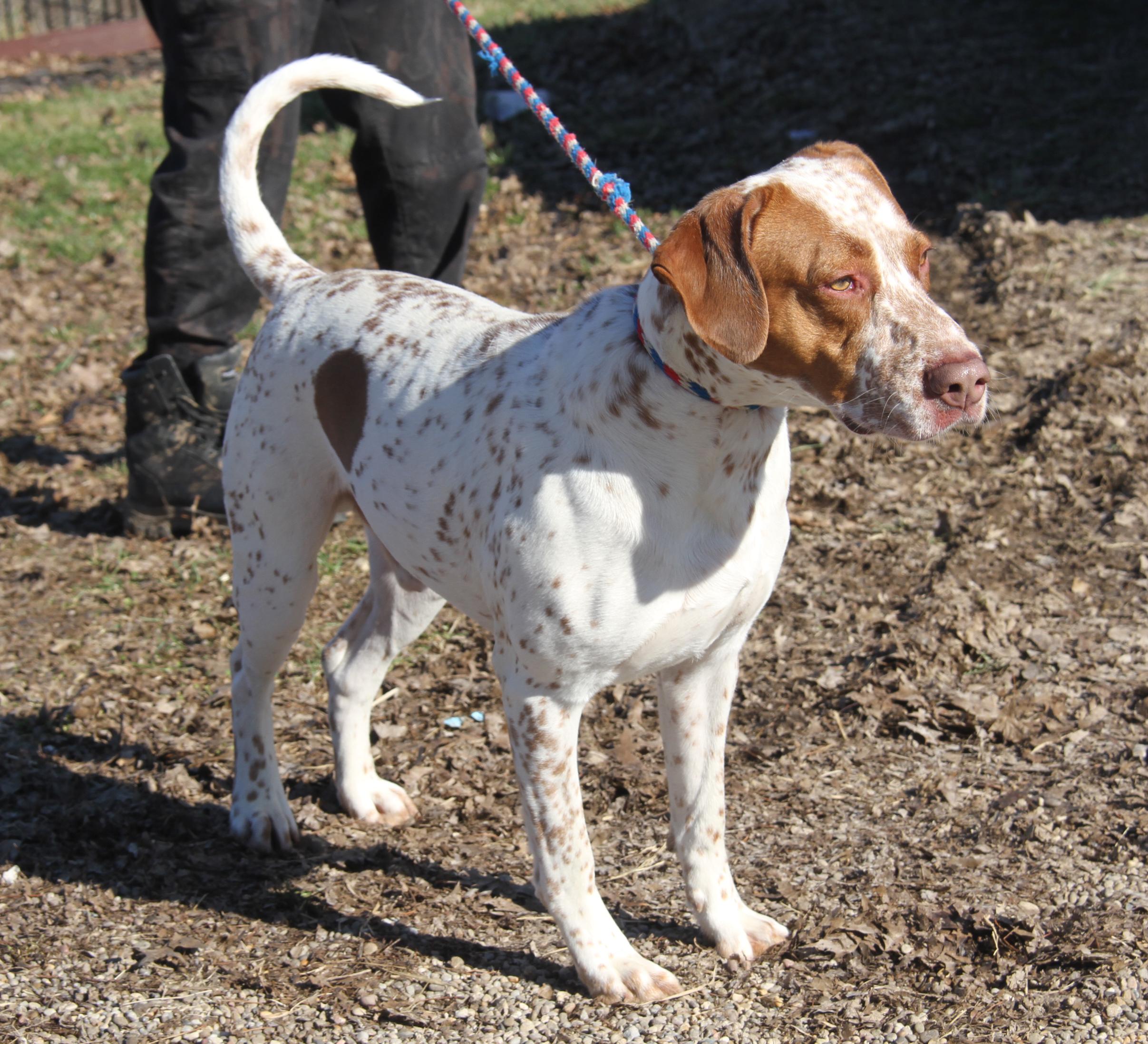 Piglet Aka Piggie thumbnail 6