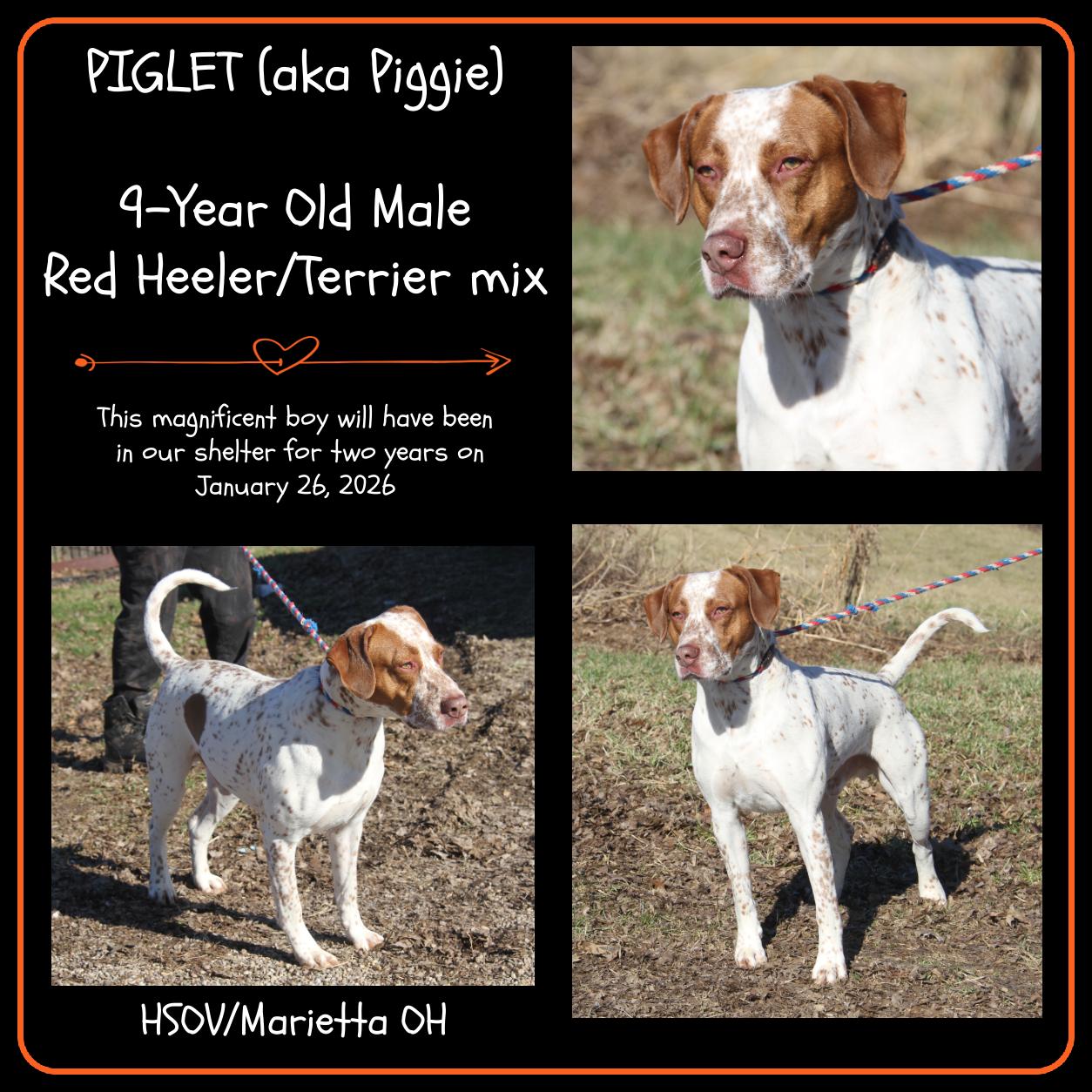 Piglet aka Piggie (Real Name Brutus) (Neutered), Adoptable, Adult Male Cattle Dog & Pit Bull Terrier.