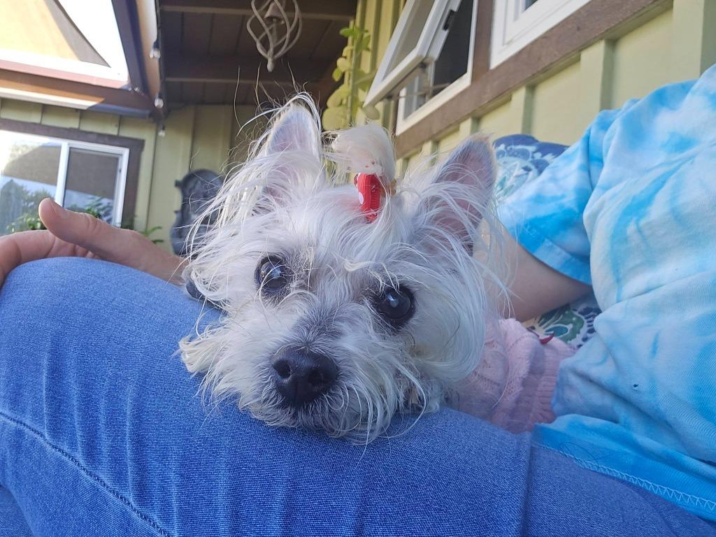 Rosie, Adoptable, Senior Female Maltese & Terrier.