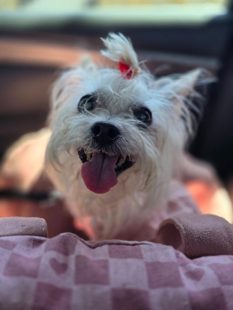 Enlarge Rosie, a Adoptable mixed breed in El Cajon, CA image 2/4