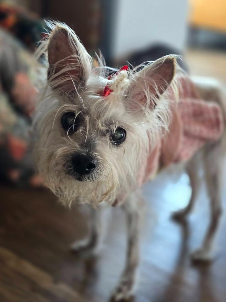 Enlarge Rosie, a Adoptable mixed breed in El Cajon, CA image 4/4