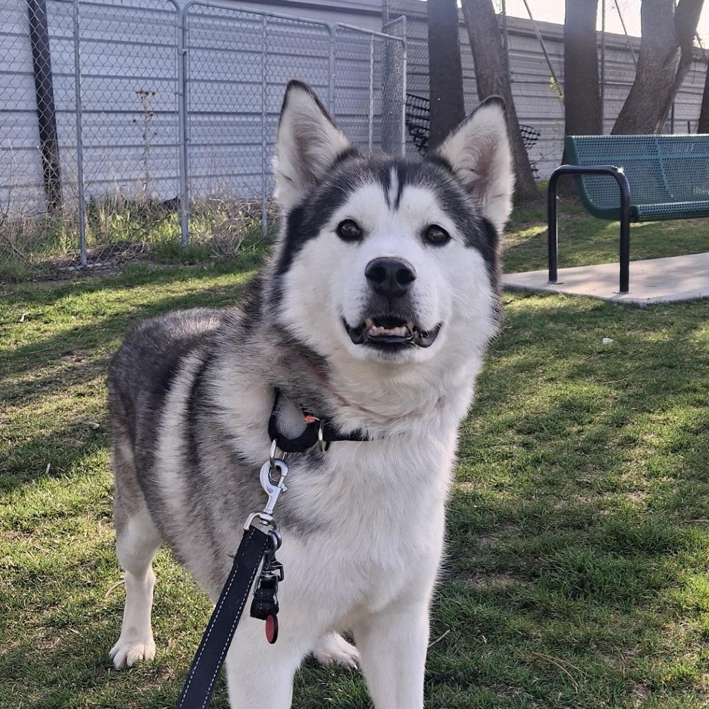 Trigger, Adoptable, Adult Male Siberian Husky.