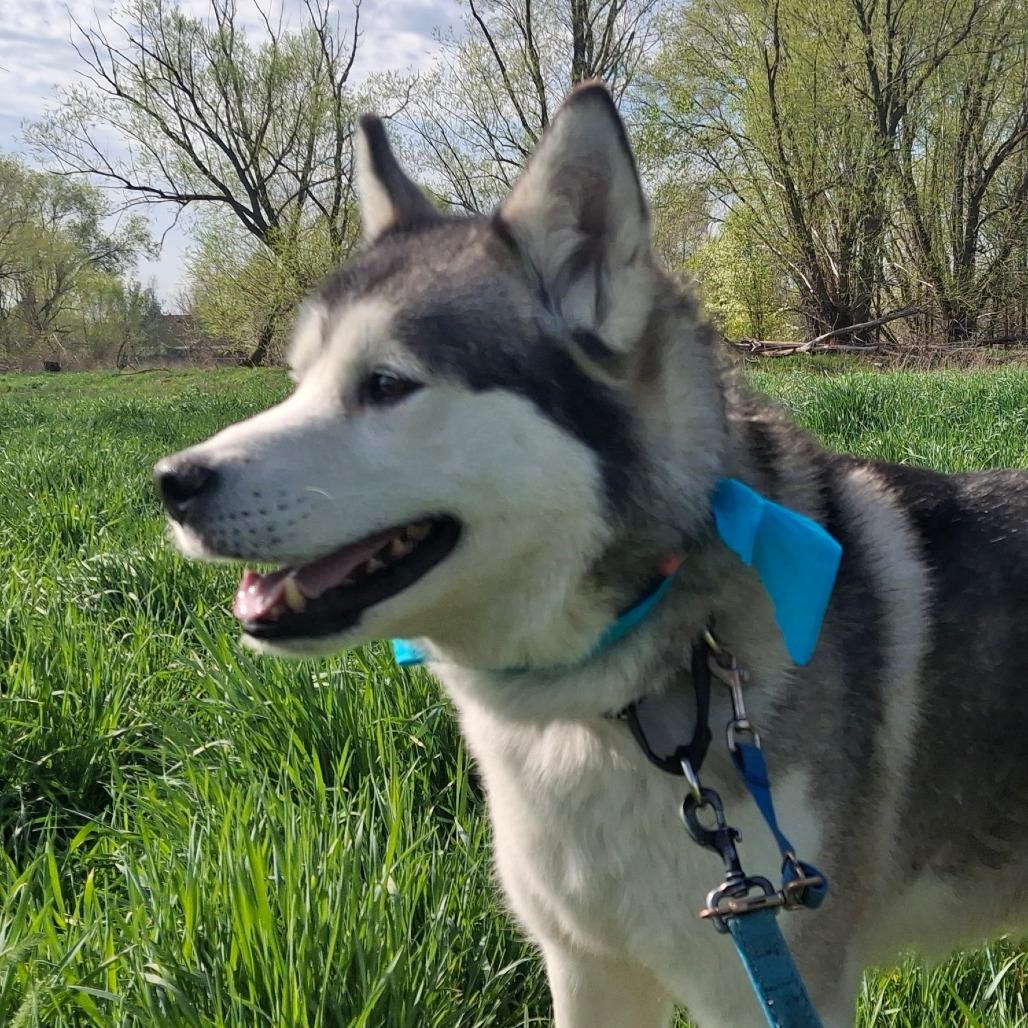 Enlarge Trigger, a Adoptable Siberian Husky in Murray, UT image 2/6
