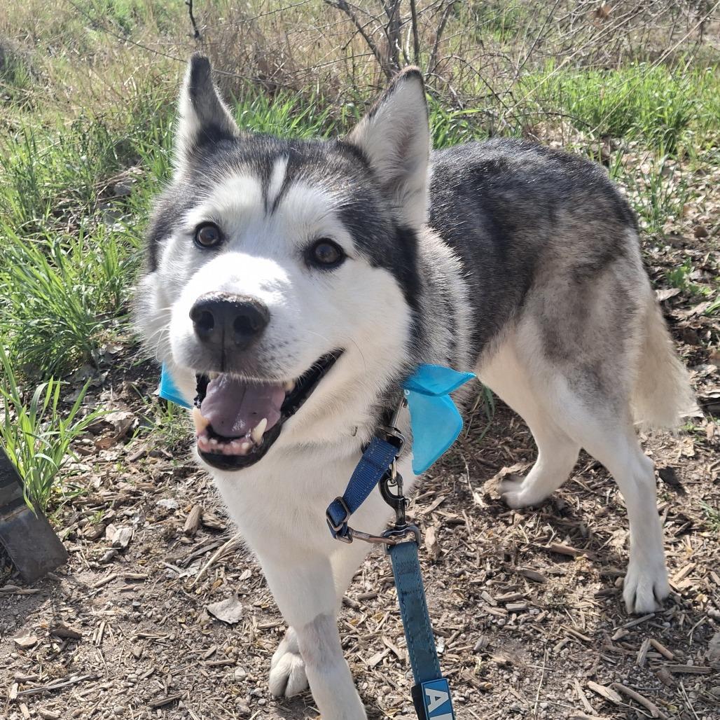 Enlarge Trigger, a Adoptable Siberian Husky in Murray, UT image 3/6