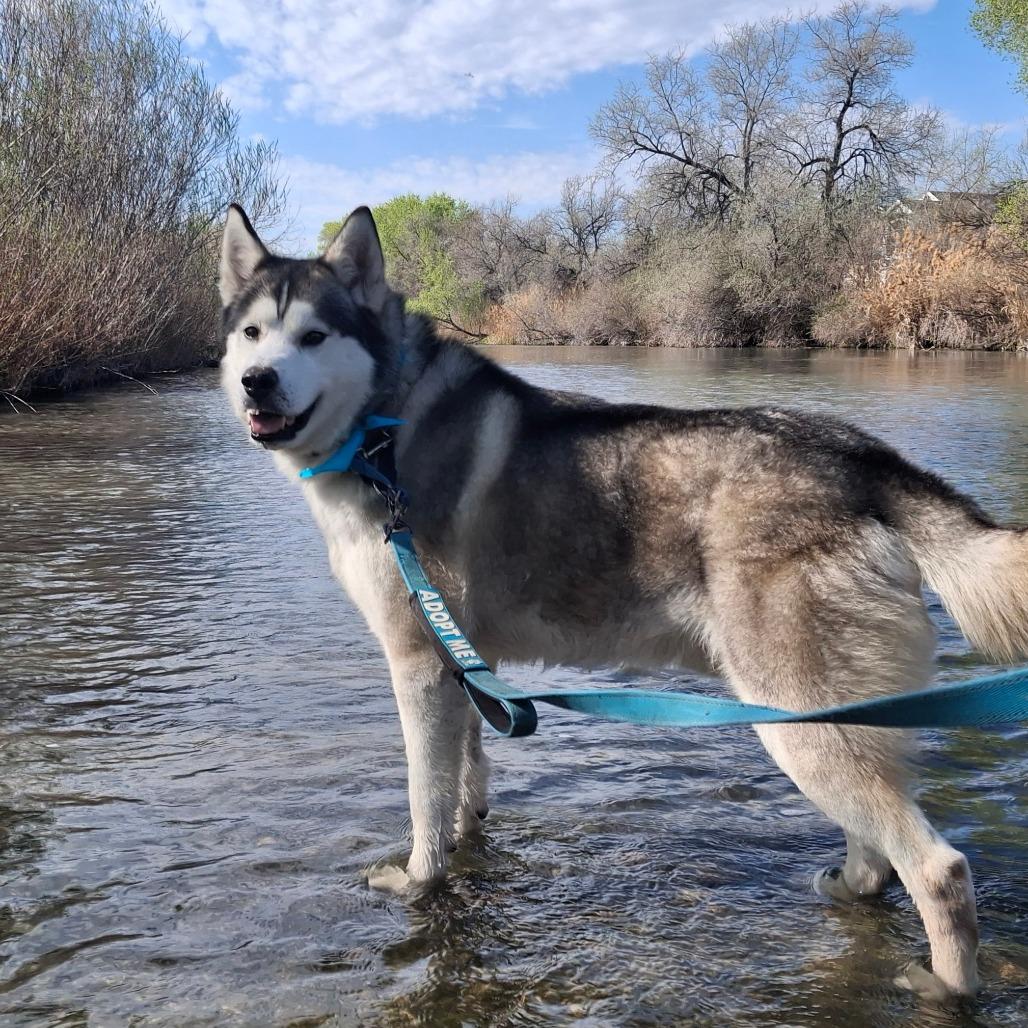 Enlarge Trigger, a Adoptable Siberian Husky in Murray, UT image 4/6