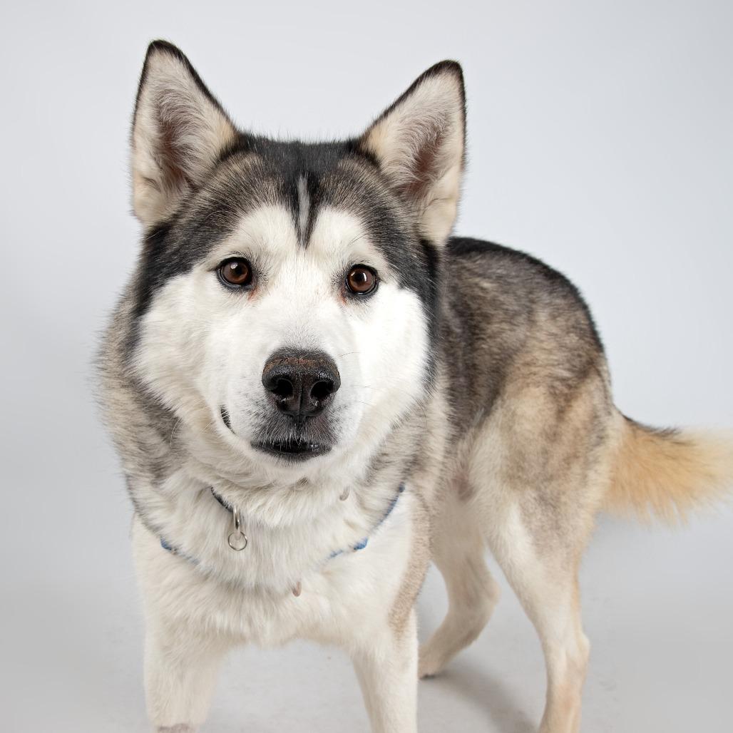 Enlarge Trigger, a Adoptable Siberian Husky in Murray, UT image 5/6