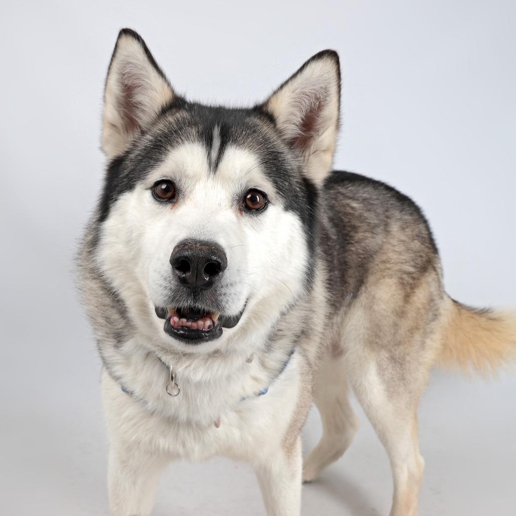 Enlarge Trigger, a Adoptable Siberian Husky in Murray, UT image 6/6