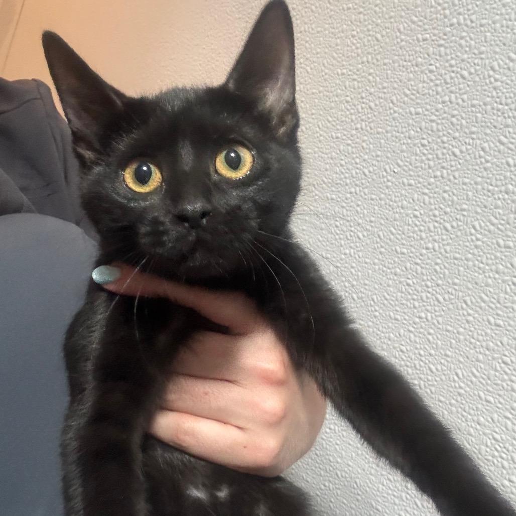Kairi, Adoptable, Kitten Female Domestic Short Hair.
