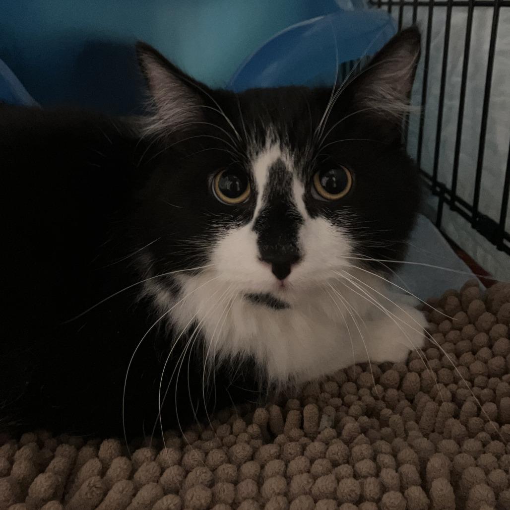 Enlarge Cornelius, a Adoptable Domestic Medium Hair in Branson, MO image 1/1