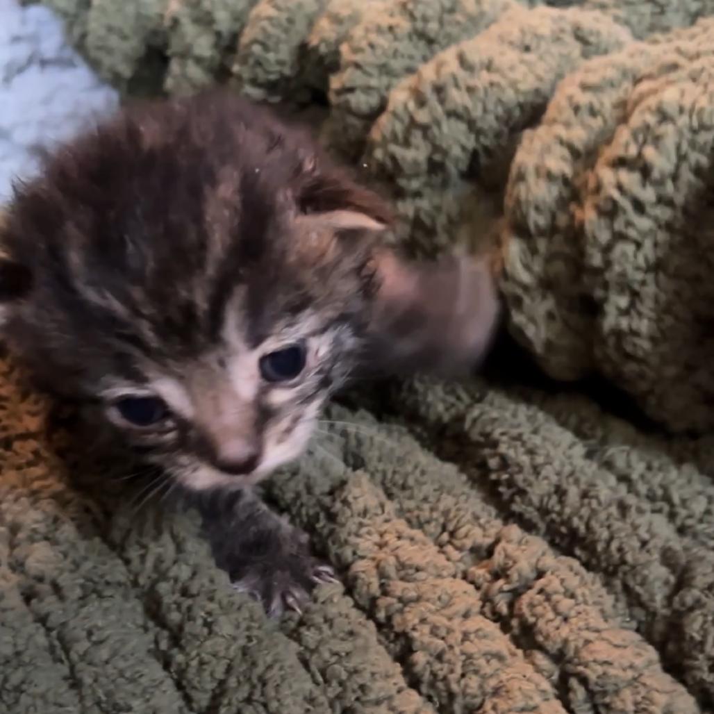 Enlarge Crispen, a Adoptable Domestic Medium Hair in Monroe, MI image 1/1