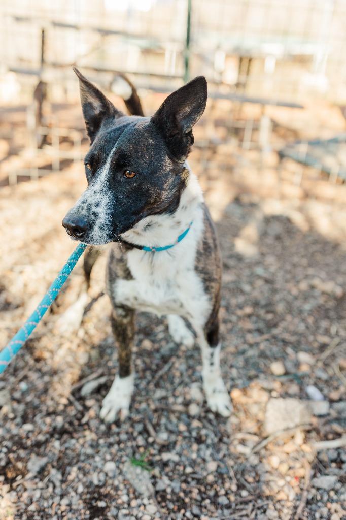 Bandit, a Adoptable mixed breed in Lawrenceburg, TN image 1/6