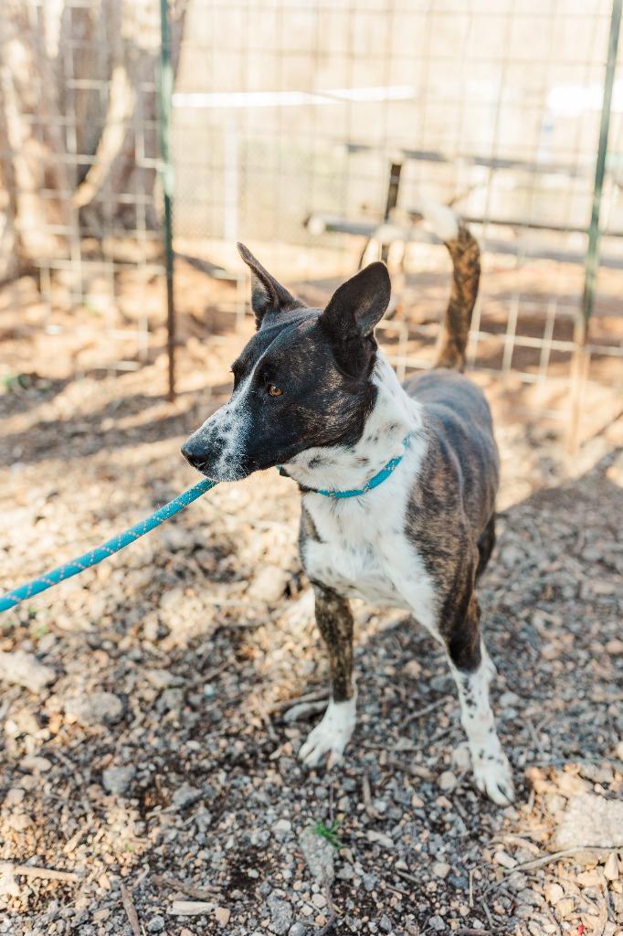 Bandit, a Adoptable mixed breed in Lawrenceburg, TN image 2/6