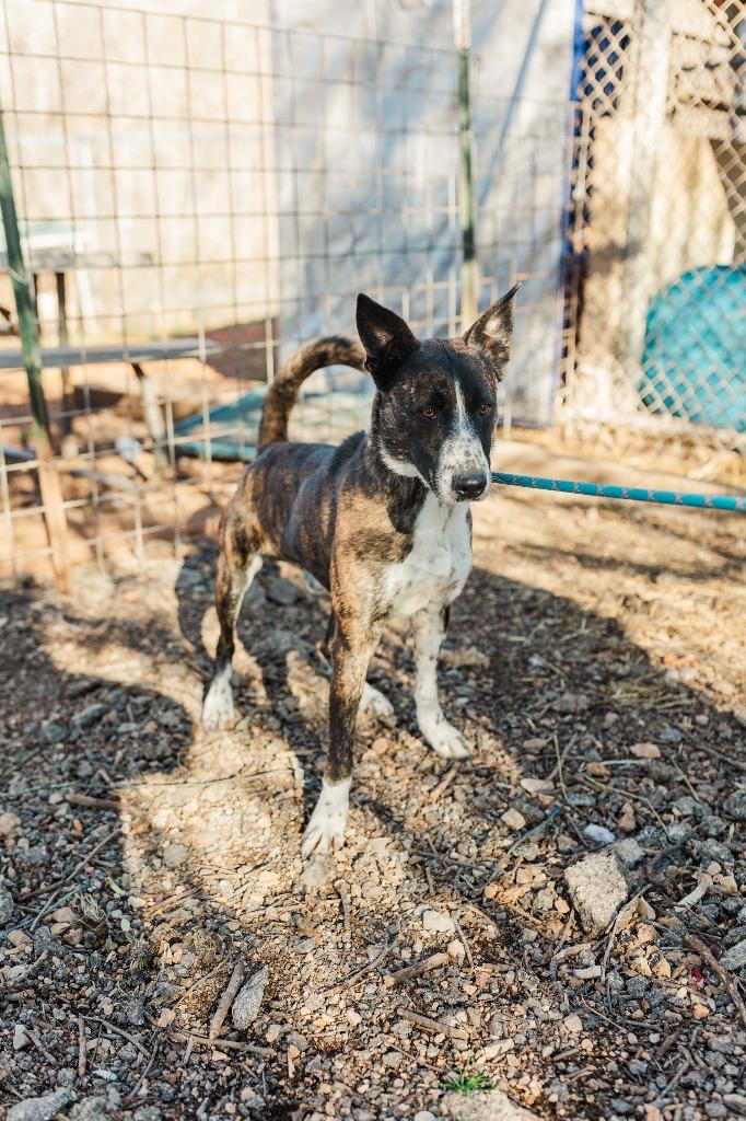 Bandit, a Adoptable mixed breed in Lawrenceburg, TN image 3/6