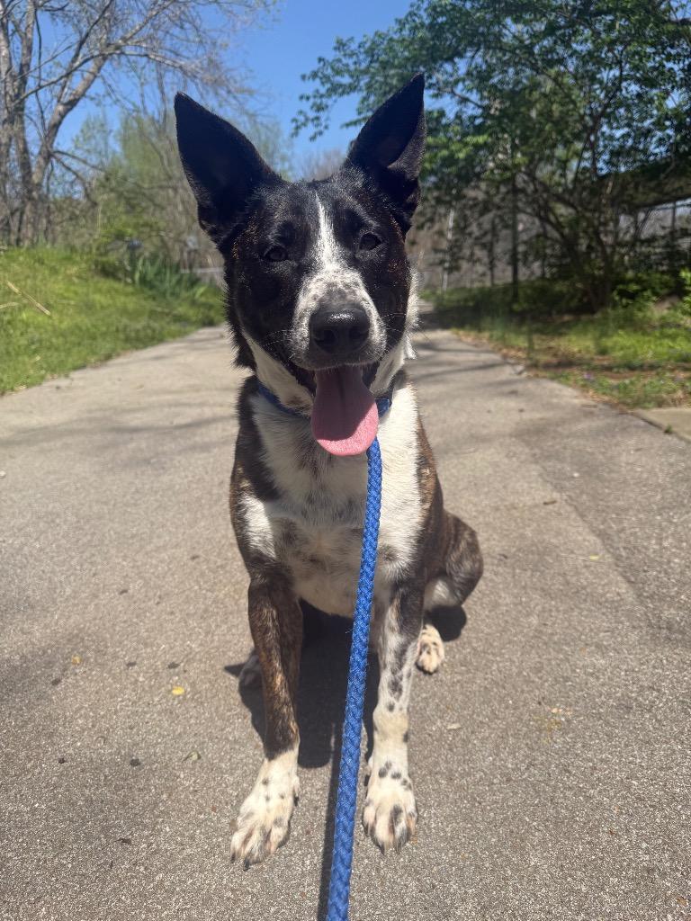 Bandit, a Adoptable mixed breed in Lawrenceburg, TN image 4/6