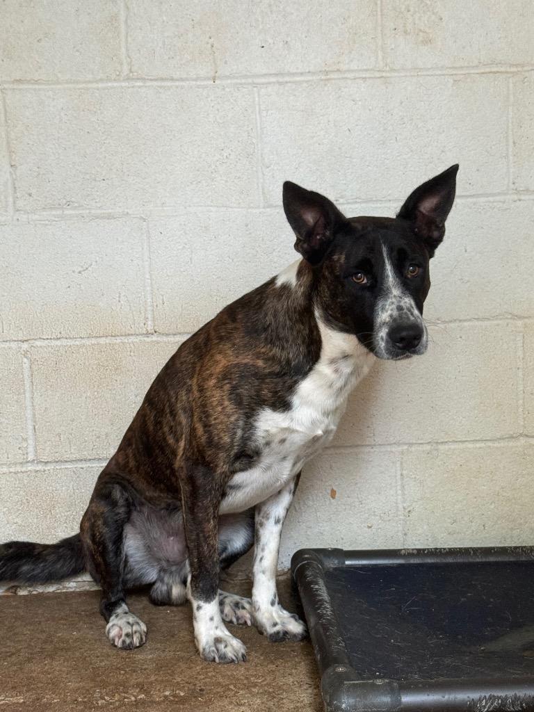 Bandit, a Adoptable mixed breed in Lawrenceburg, TN image 5/6