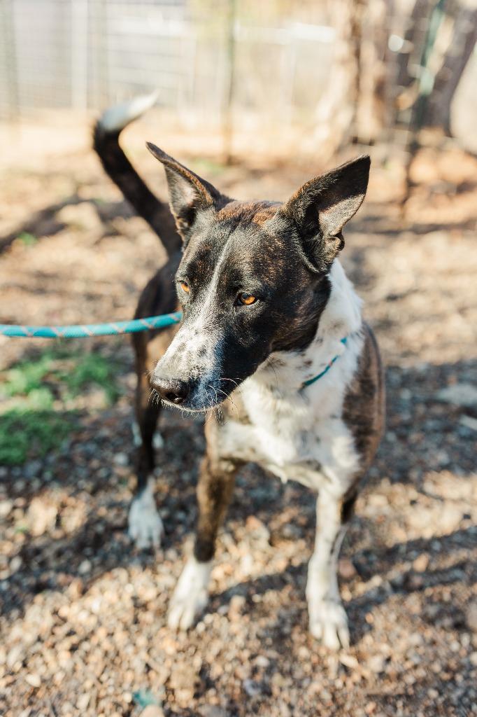 Bandit, a Adoptable mixed breed in Lawrenceburg, TN image 6/6