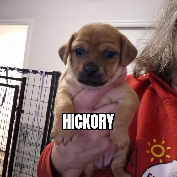 Enlarge Hickory, an adopted mixed breed in Olympia, WA image 1/1