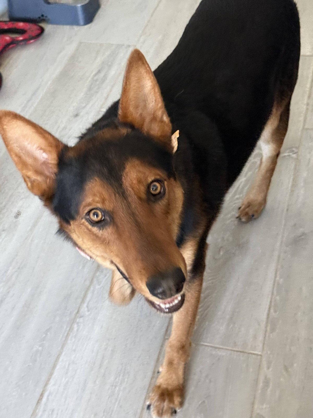 Enlarge LOKI #12, a Adoptable German Shepherd Dog in Chandler, AZ image 1/3