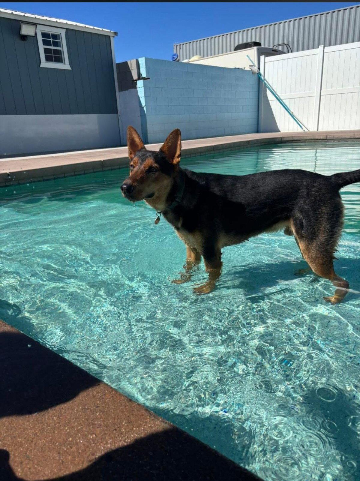 Enlarge LOKI #12, a Adoptable German Shepherd Dog in Chandler, AZ image 2/3