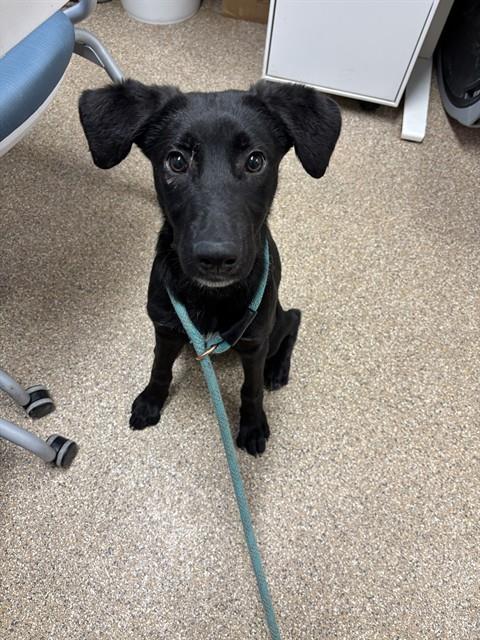 KIT WALKER, Adoptable, Young Male German Shepherd Dog & Mixed Breed.