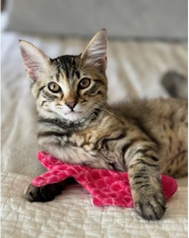 Cat for adoption - McFlurry (McNugget), a Domestic Short Hair in Davis