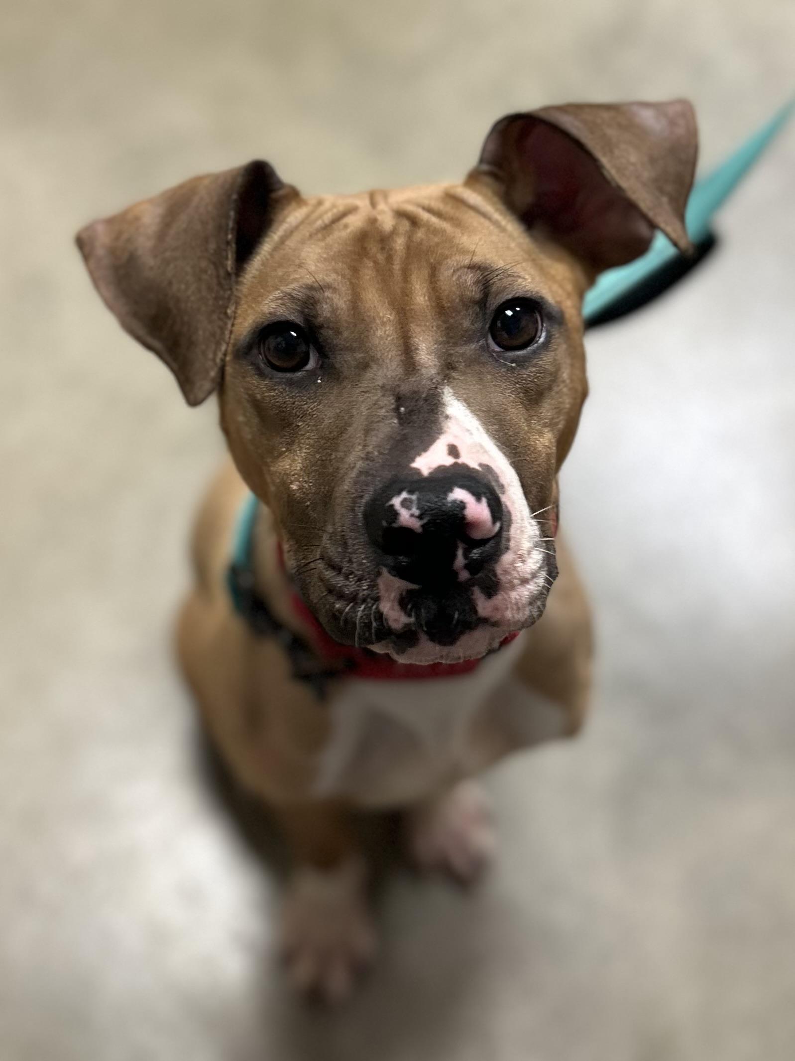 Enlarge Jubilee, a Adoptable mixed breed in Mason City, IA image 4/4