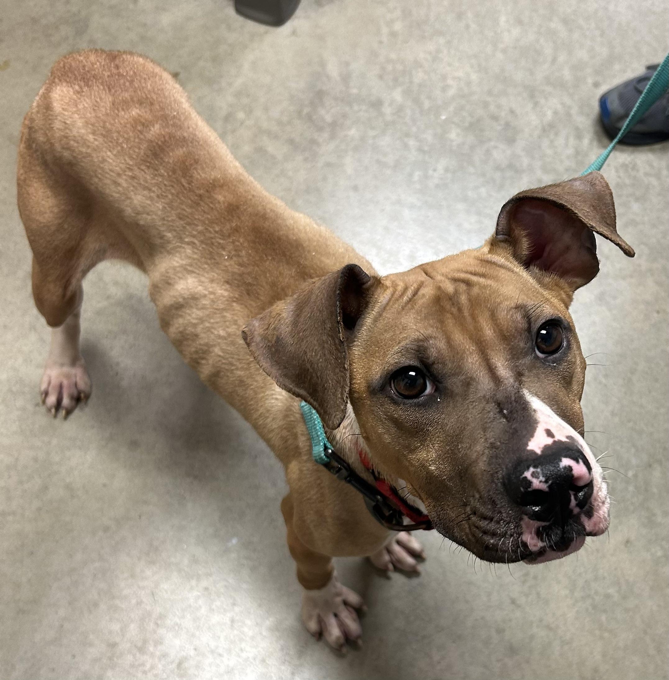 Enlarge Jubilee, a Adoptable mixed breed in Mason City, IA image 3/4