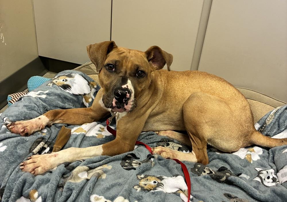Jubilee, Adoptable, Adult Female Boxer & Terrier.