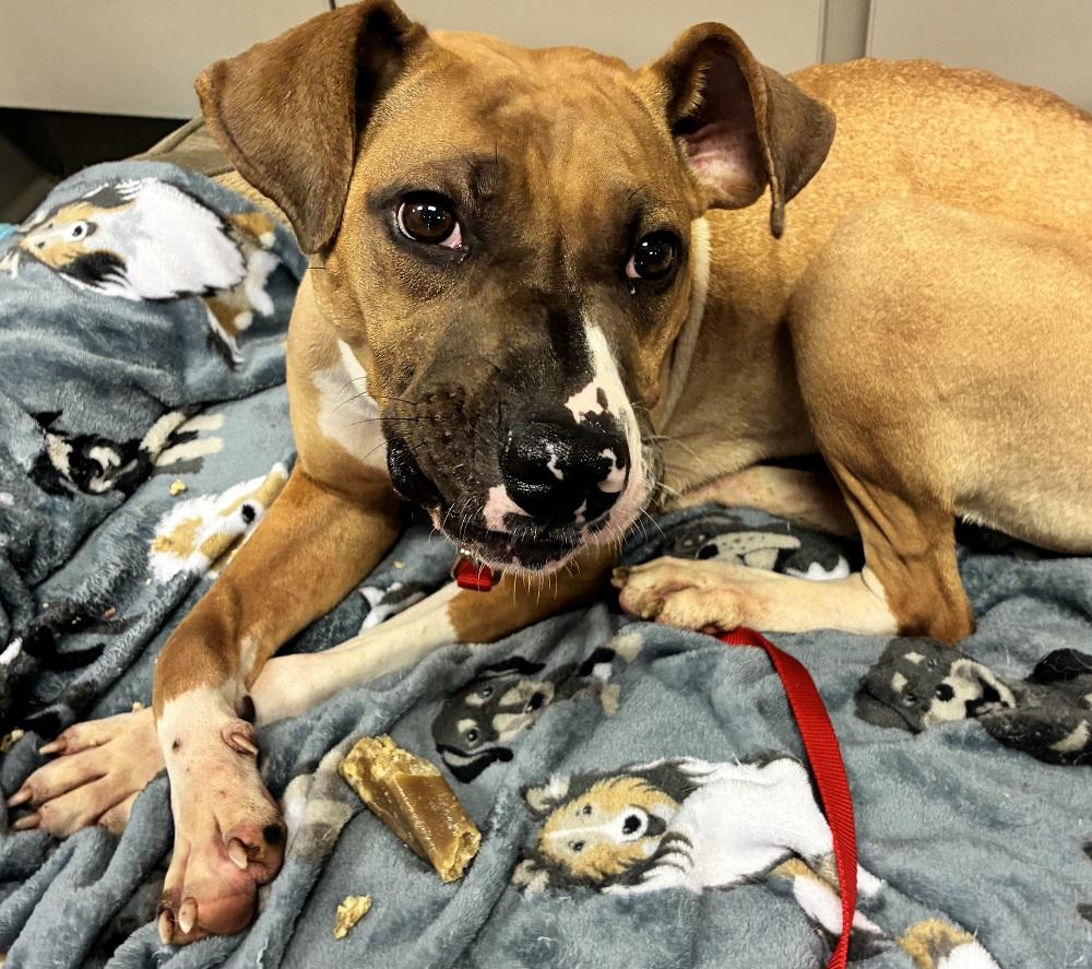 Enlarge Jubilee, a Adoptable mixed breed in Mason City, IA image 2/4