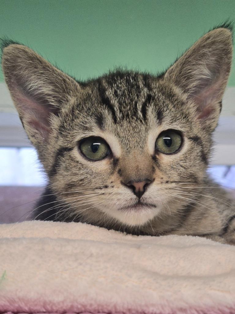 Enlarge Sierra / Sadie, a Adoptable mixed breed in Shelton, WA image 2/3