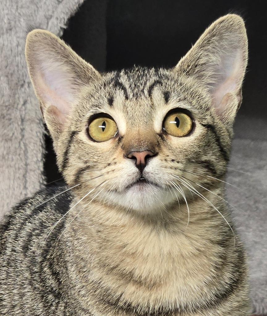 Enlarge Sierra / Sadie, a Adoptable mixed breed in Shelton, WA image 3/3