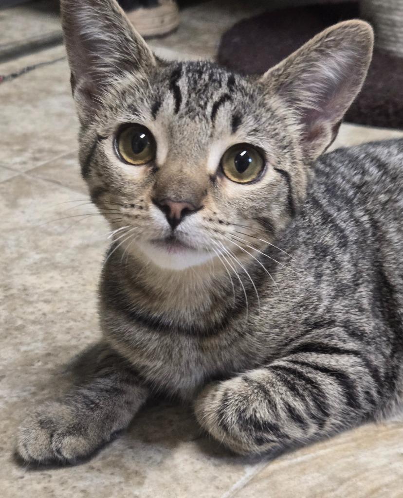 Enlarge Sierra, a Adoptable mixed breed in Shelton, WA image 4/4