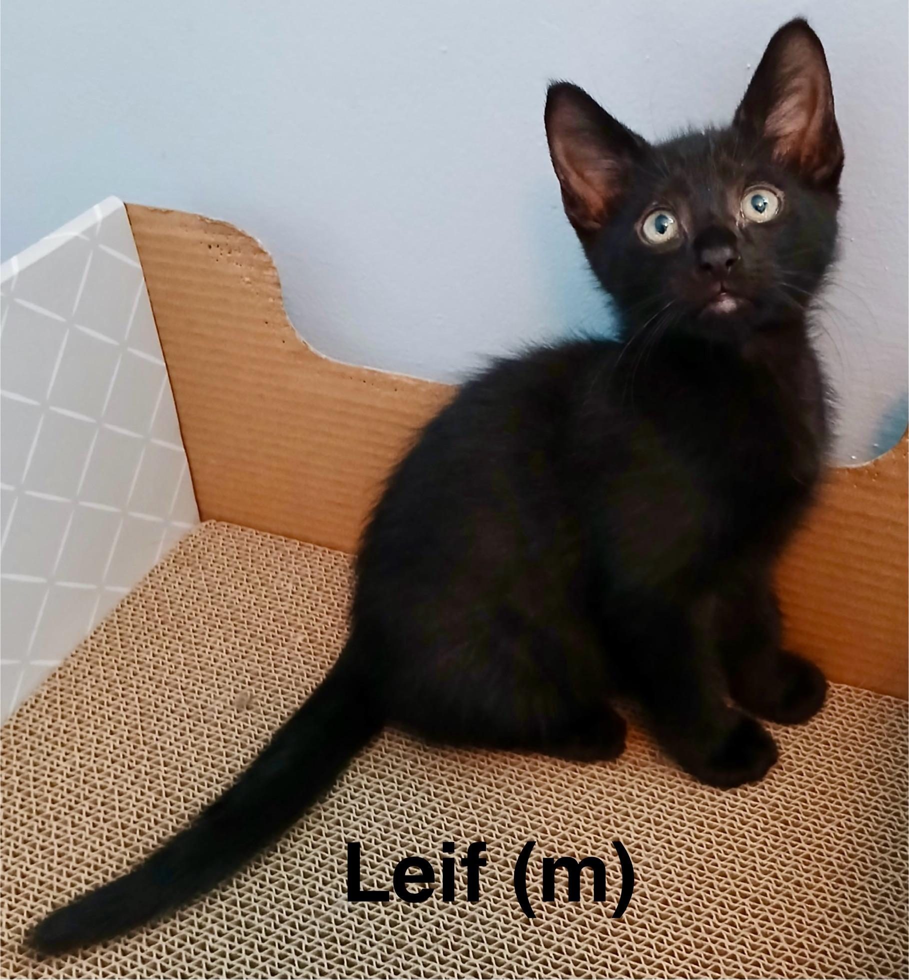 Leif, Adopted, Young Male Domestic Short Hair.