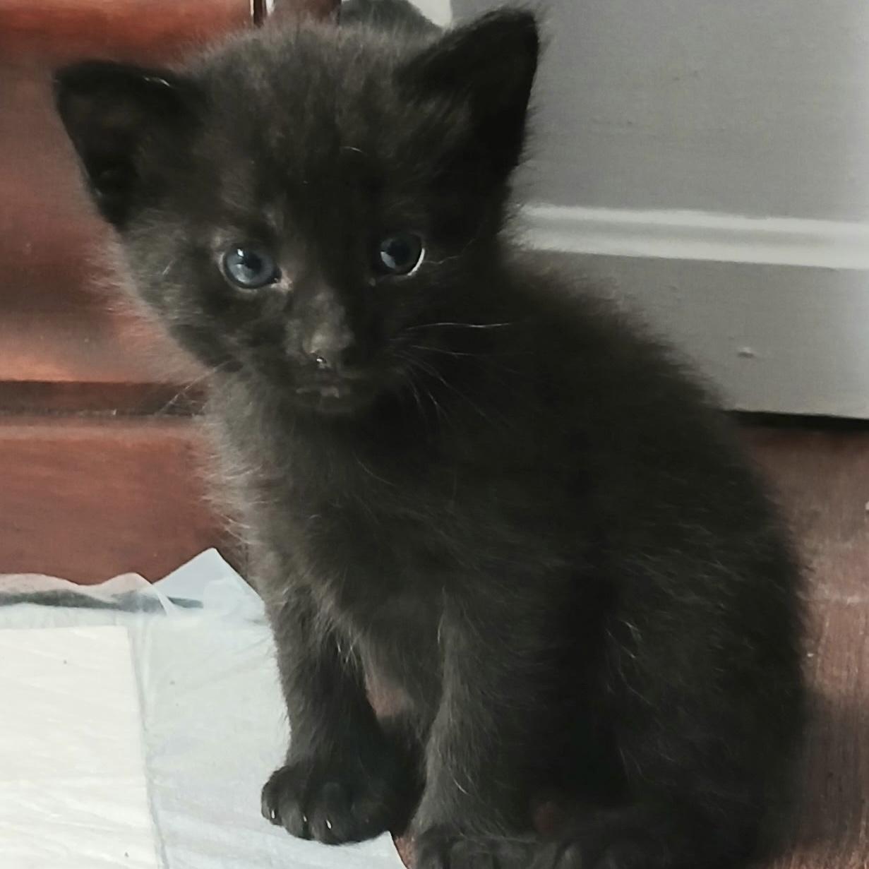 Enlarge Leif, a Adopted Domestic Short Hair in Norwalk, OH image 6/6