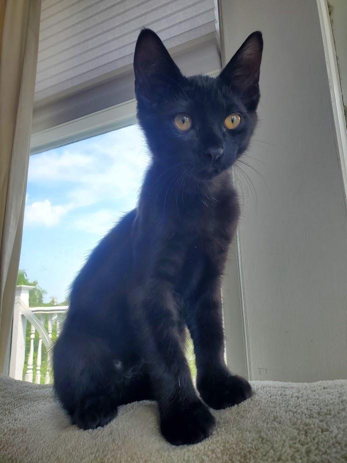 Stripey and Darkness *Bonded Pair, Courtesy Post*, a Adoptable Domestic Short Hair in Kenosha, WI image 3/4