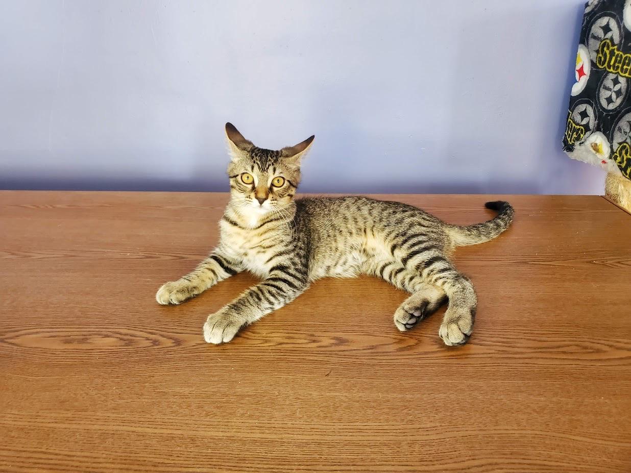 Stripey and Darkness *Bonded Pair, Courtesy Post*, a Adoptable Domestic Short Hair in Kenosha, WI image 4/4