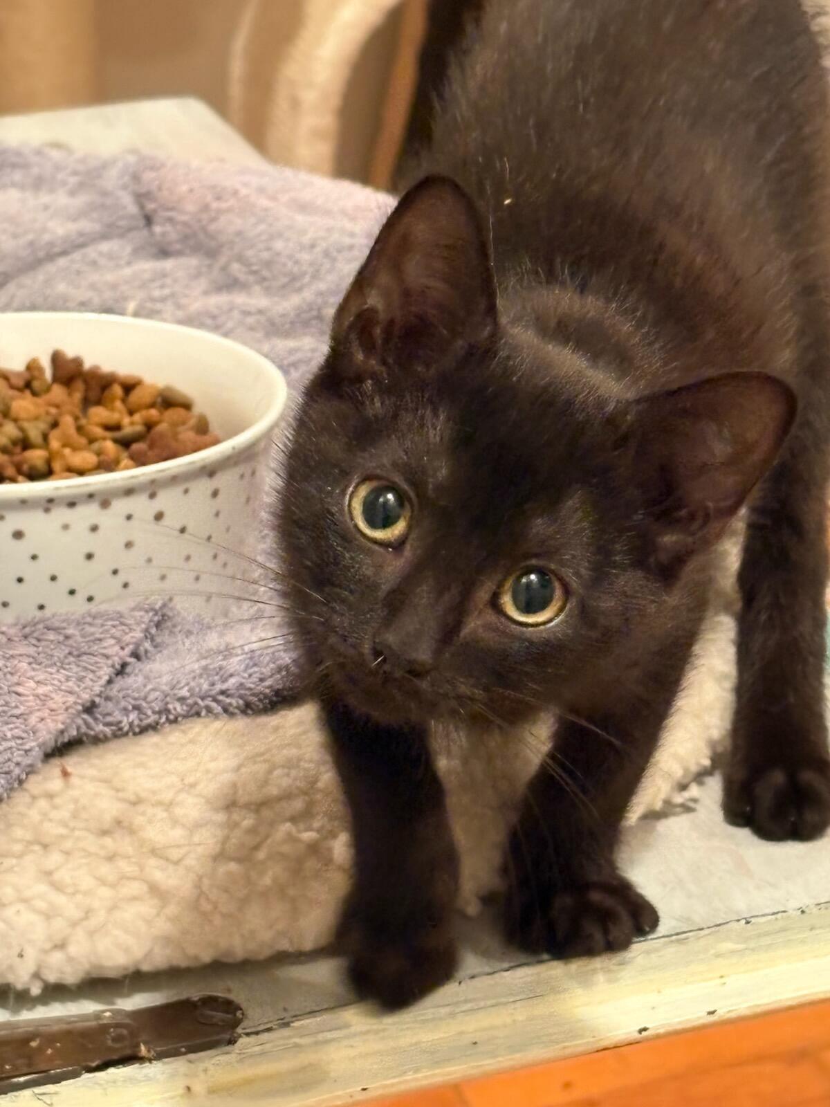 Permisson & Plum, Adoptable, Young Female Domestic Short Hair.