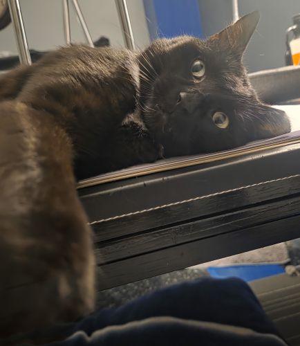 Enlarge Elvis- Special Needs, a ADOPTABLE Domestic Short Hair in Bethlehem, PA image 2/3