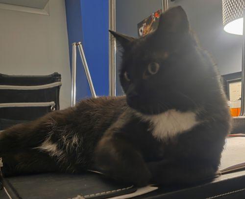 Enlarge Elvis- Special Needs, a ADOPTABLE Domestic Short Hair in Bethlehem, PA image 3/3