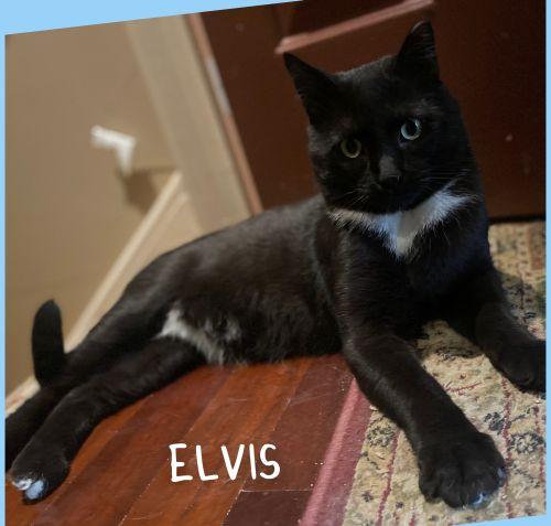 Enlarge Elvis- Special Needs, a ADOPTABLE Domestic Short Hair in Bethlehem, PA image 1/3