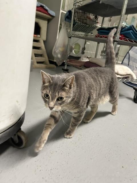 Enlarge Sanborn (@ The Whisker Room cat cafe), a Adoptable Domestic Short Hair in Muskegon, MI image 1/4