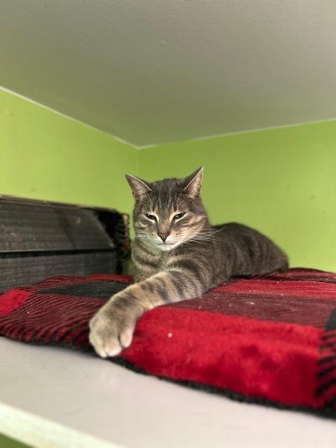 Enlarge Sanborn (@ The Whisker Room cat cafe), a Adoptable Domestic Short Hair in Muskegon, MI image 2/4