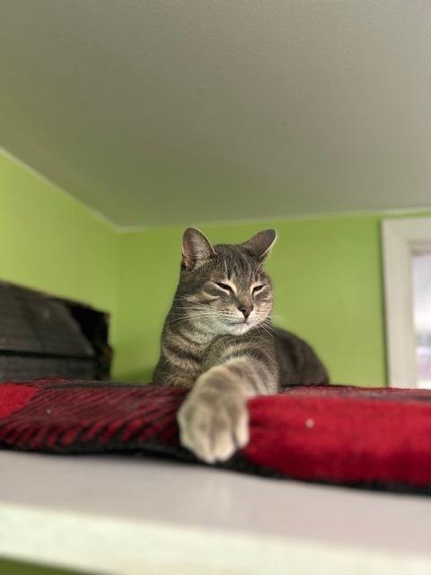 Enlarge Sanborn (@ The Whisker Room cat cafe), a Adoptable Domestic Short Hair in Muskegon, MI image 3/4