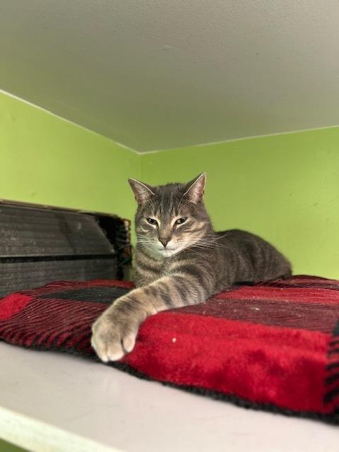 Enlarge Sanborn (@ The Whisker Room cat cafe), a Adoptable Domestic Short Hair in Muskegon, MI image 4/4