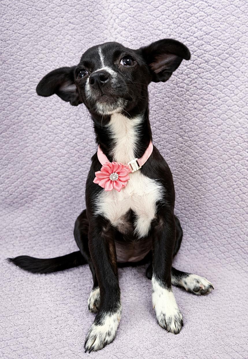 Enlarge Sapphire, a Adoptable Chiweenie in Lodi, CA image 4/5
