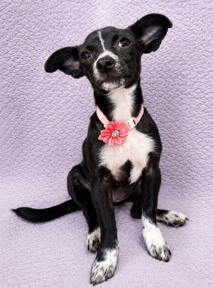 Sapphire, ADOPTABLE, Puppy Female Chiweenie.
