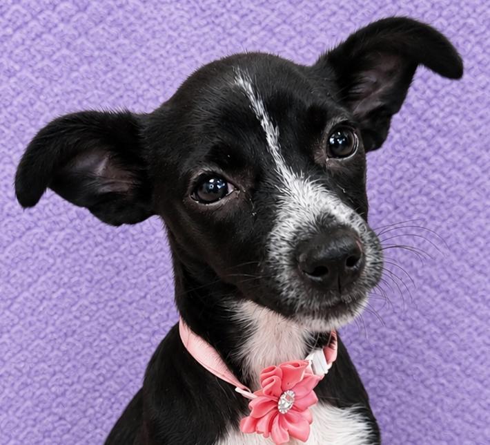 Enlarge Sapphire, a Adoptable Chiweenie in Lodi, CA image 2/5