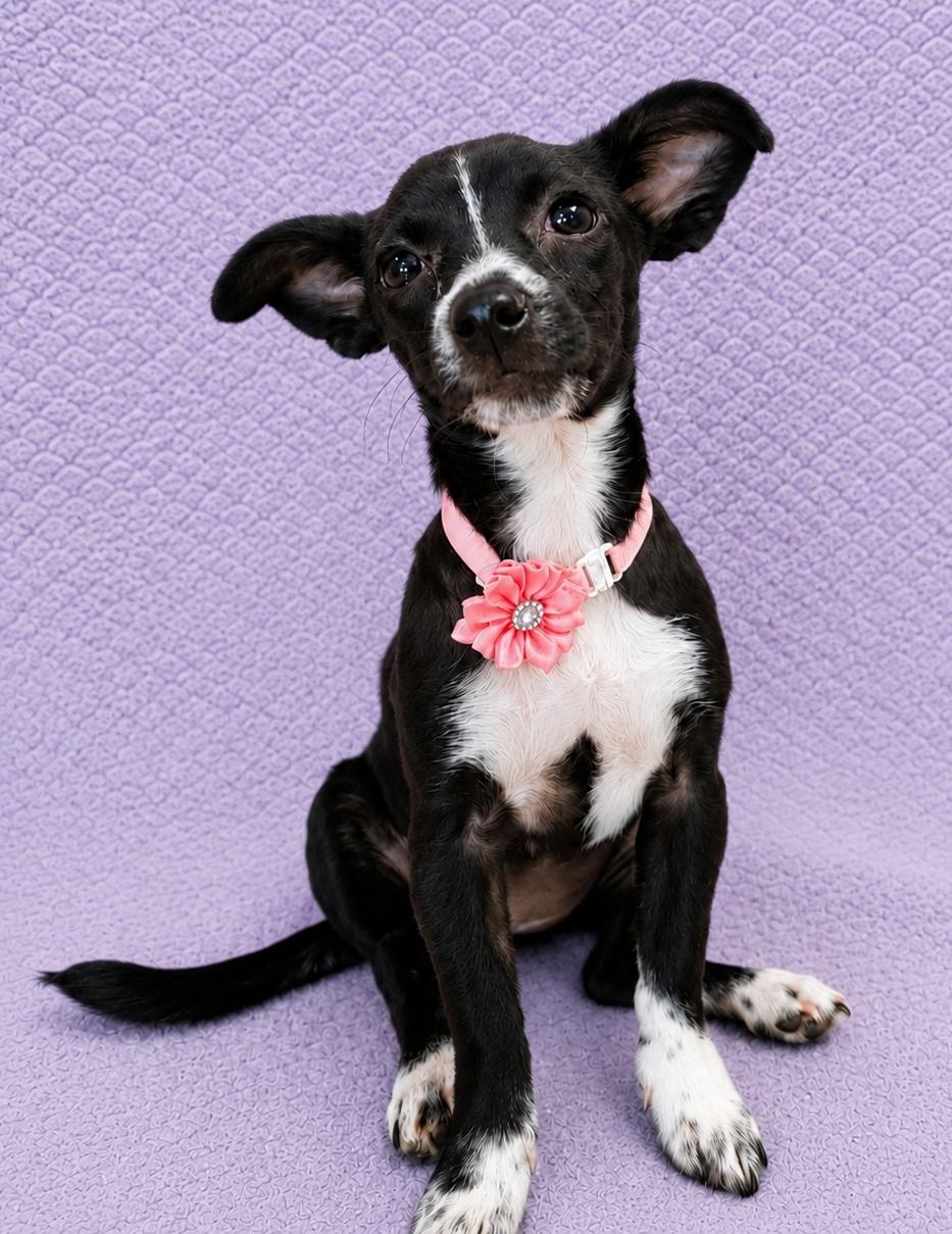 Enlarge Sapphire, a Adoptable Chiweenie in Lodi, CA image 3/5
